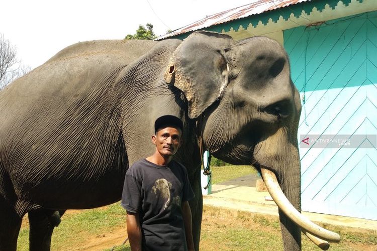Barokah bersama gajah Nelson di Pusat Latihan Gajah (PLG) Seblat, Bengkulu Utara
