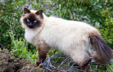 Karakteristik dan cara merawat kucing Himalaya.