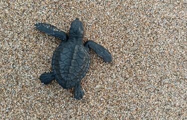 Bajulmati Sea Turtle Conservation, Kawasan Konservasi Penyu di ...