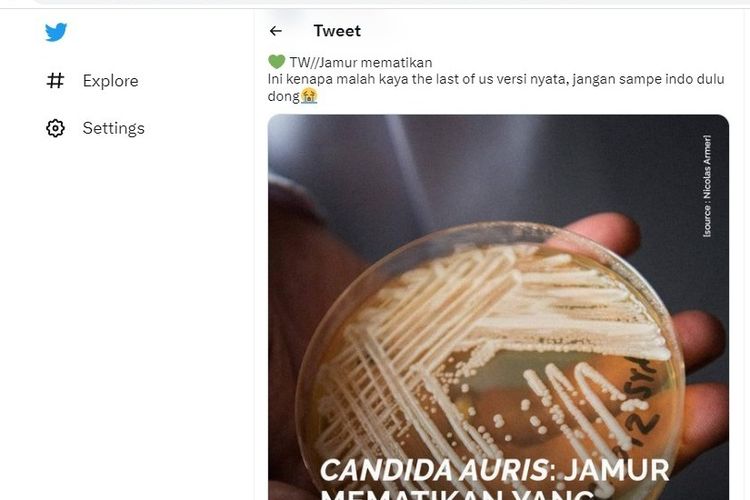 Jamur Candida auris.