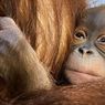 Langka, Orangutan Sumatera Berhasil Lahir di Kebun Binatang Belgia