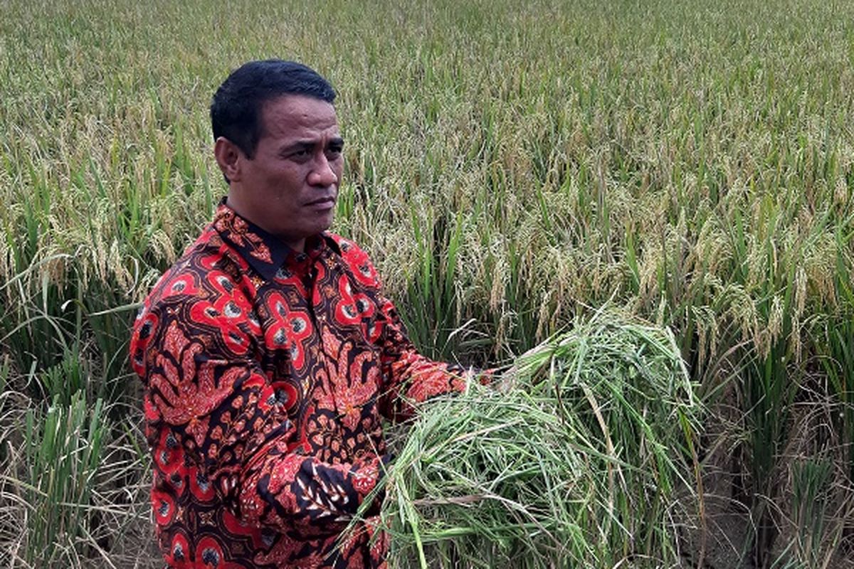 Menteri Pertanian (Mentan) Andi Amran Sulaiman menyakskan langsung penyerapan gabah kering petani di Indramayu, Jawa Barat, Kamis (4/4/2019).