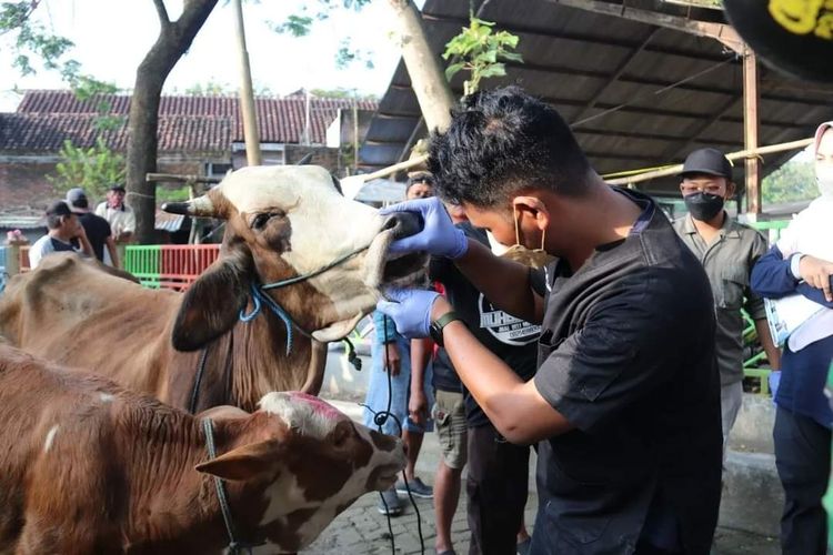 Pemerintah Kabupaten Ngawi mulai menutup operasional pasar hewan karena ditemukan 49 ekor hewan ternak milik warga terpapar penyakit mulut dan kuku PMK. Pemerintah daerah menyediakan anggaran Rp 12 miliar dari anggaran belanja tak terduga BTT untk penanggulangan PMK.