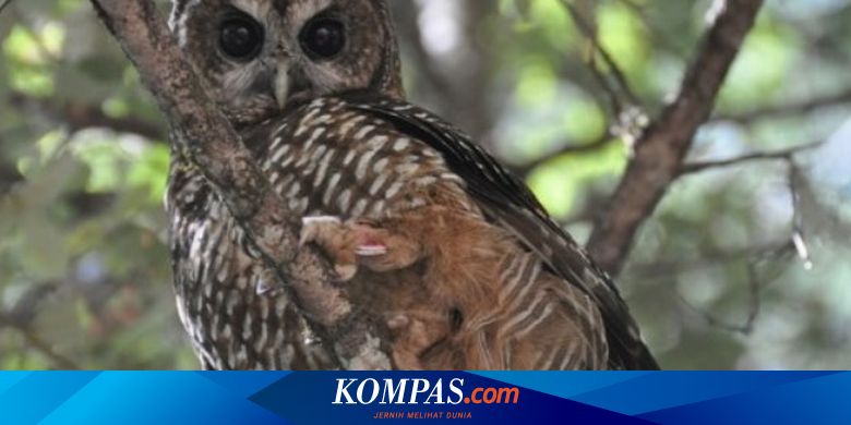 Kearifan Lokal Petani Magetan Pakai Burung Hantu Untuk Basmi Hama Tikus Halaman All Kompas Com