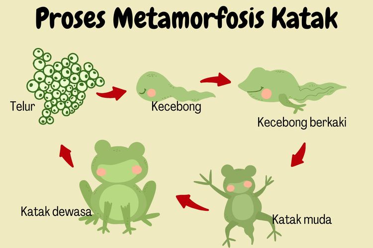 Ilustrasi proses metamorfosis katak
