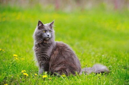 Cara Mencegah Kucing Membuang Kotoran di Taman Rumah
