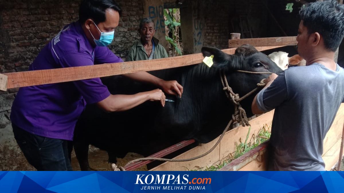 Kasus LSD Sapi Meningkat, Pasar Hewan di Kabupaten Semarang Tetap Buka