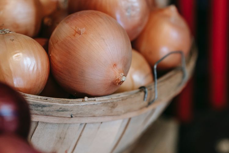 Ilustrasi bawang bombai
