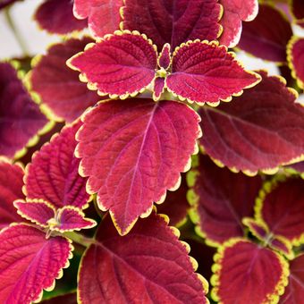 Illustration of ornamental Coleus plant. 