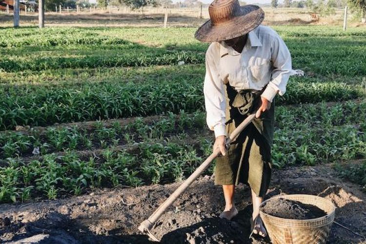 Petani Myanmar, U Ko Aye, mulai bekerja setiap hari sejak matahari terbit kemudian makan siang pada pukul 11. Ia hanya meninggalkan ladang ketika matahari terbenam. 
