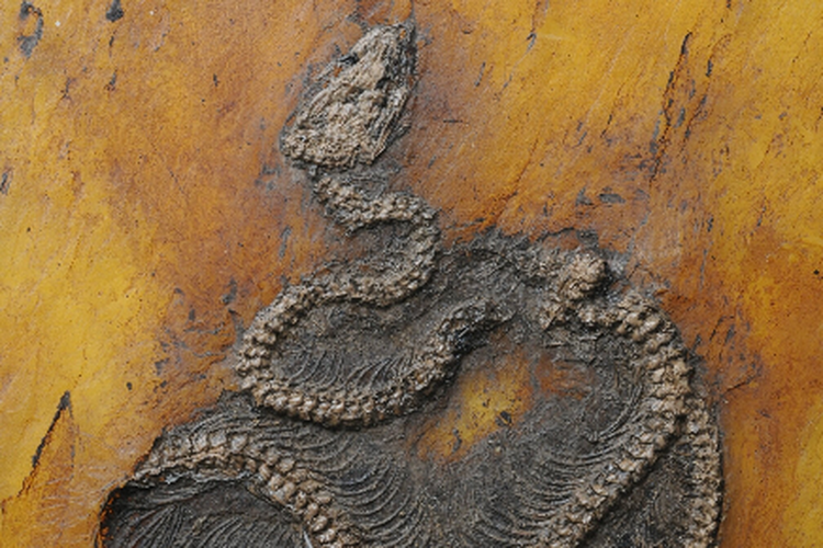 Fosil ular piton yang ditemukan di Messel Pit, sebuah Situs Warisan Dunia UNESCO. Menurut peneliti, ini adalah fosil ular piton tertua di dunia.