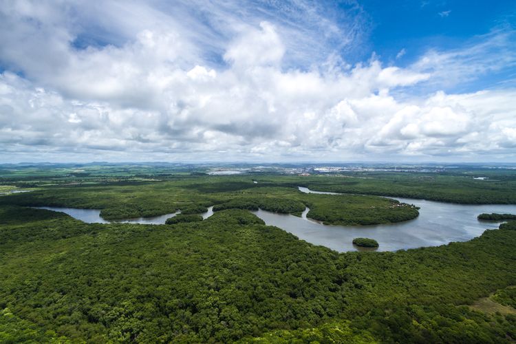 Hutan hujan tropis Amazon, Brasil, Amerika Selatan. Dampak perubahan iklim memengaruhi proses fotosintetis pohon dan tumbuhan di hutan hujan tropis, karena suhu Bumi yang semakin panas.