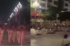 80 Lebih Burung Unta Kabur dari Peternakan di China Berlarian ke Jalan Raya