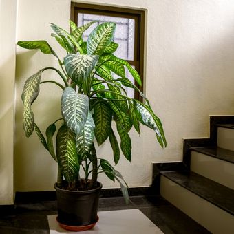 Ilustração da planta ornamental Dieffenbachia dentro de casa.