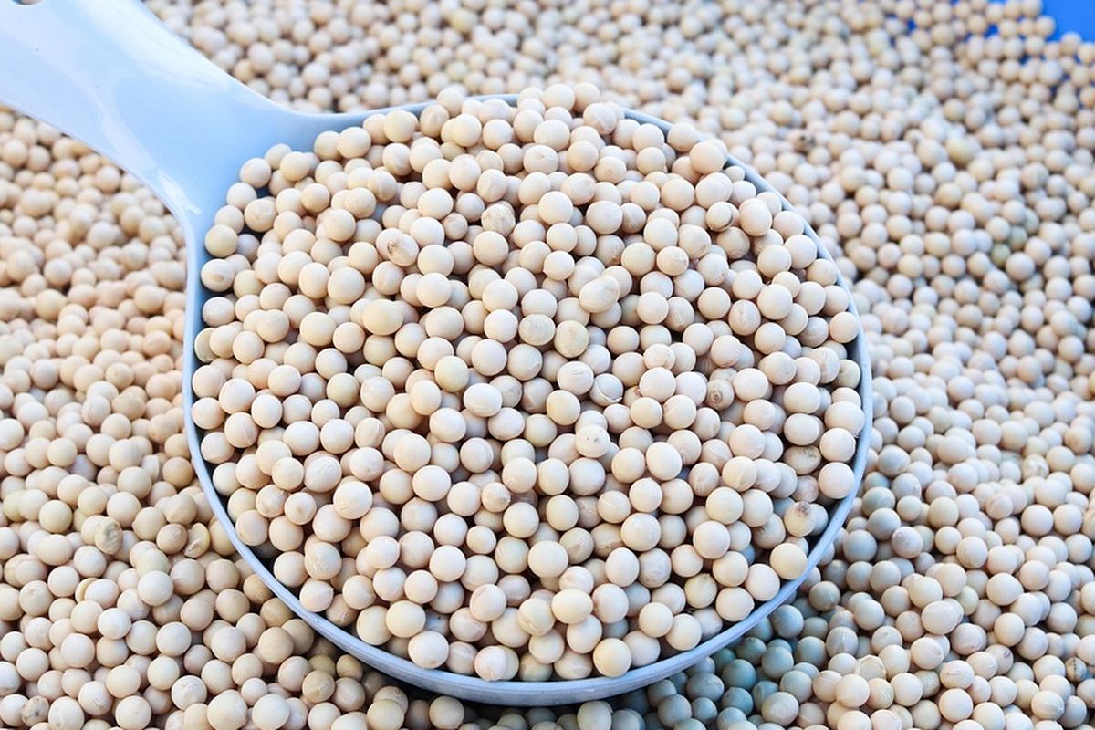 Bapanas: Stok Kedelai 322.000 Ton, Cukup hingga Akhir April 2026