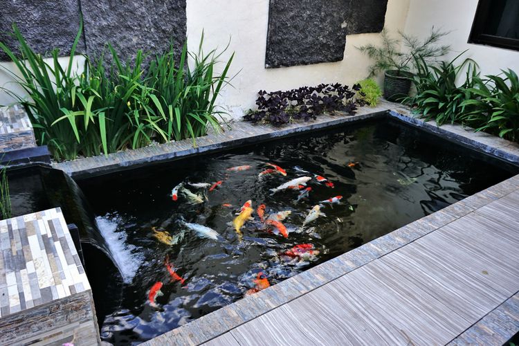 Ilustrasi kolam ikan di rumah.