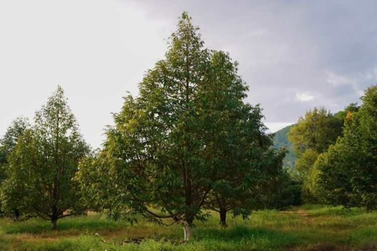 ilustrasi pohon durian yang sudah dipangkas