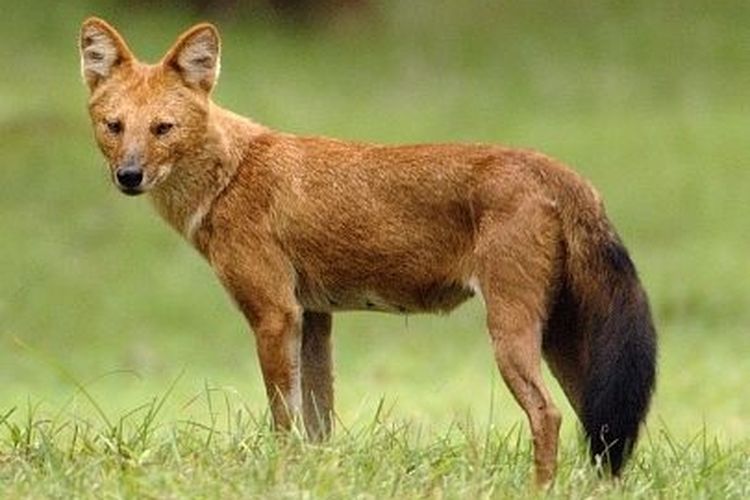 Ajag, salah satu jenis mamalia yang ada di Taman Nasional Gunung Halimun Salak.