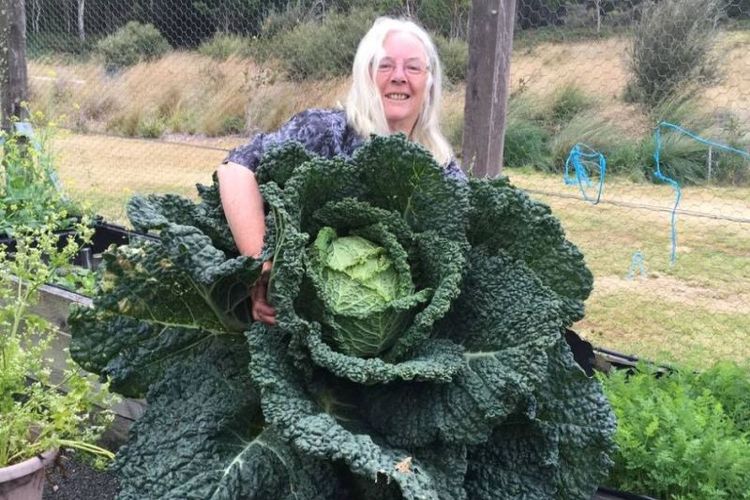 Rosemary Norwood berhasil mengembangkan kubis raksasa di kebun miliknya, di pondok Forest Walks Lodge, Tasmania, Australia, (Facebook/Forest Walks Lodge)