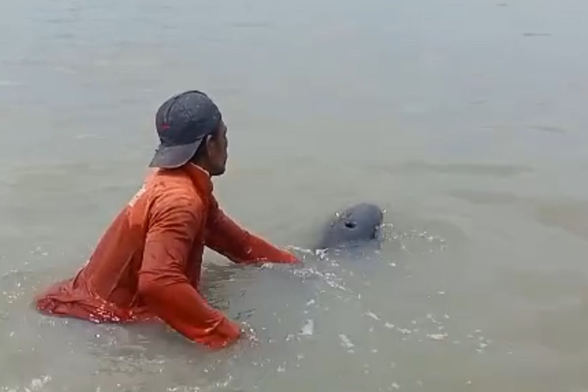Proses evakuasi lumba-lumba terdampar di perairan Surabaya, Senin (3/2/2025).