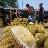 Tips Memilih dan Membeli Durian Lezat, Menikmati Tanpa Menyesal...