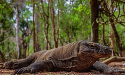 Fakta-fakta Racun Komodo, Predator Puncak yang Sangat Berbahaya