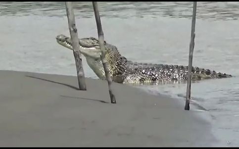14-Year-Old Indonesian Survives Croc Attack in East Kalimantan