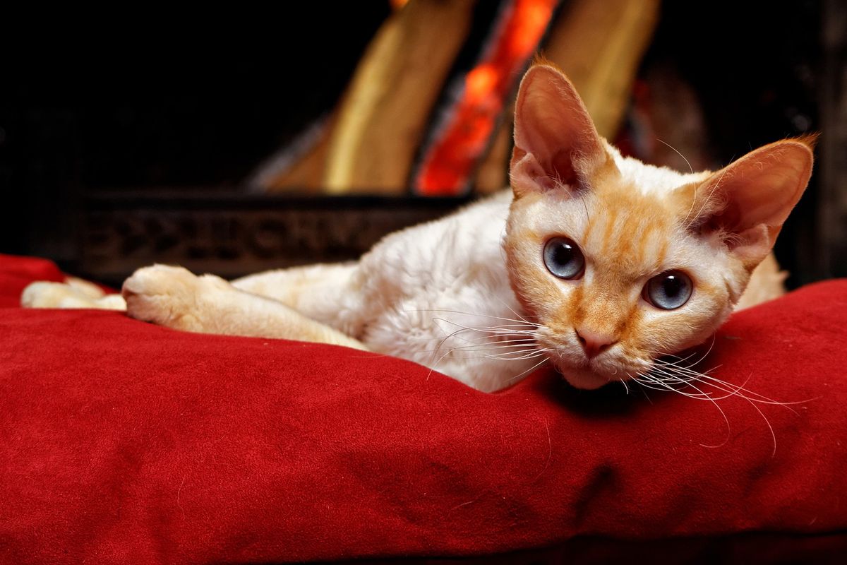 Ilustrasi kucing jenis Devon Rex. 