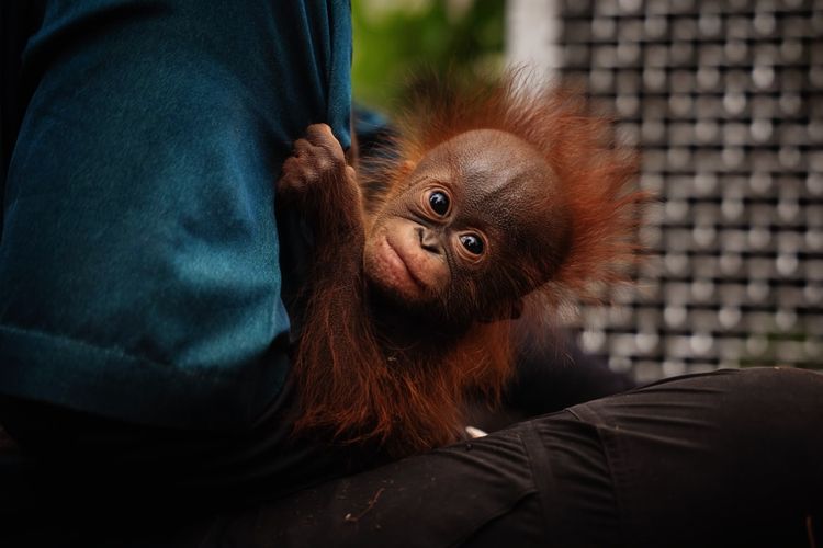 Enam Orangutan Dievakuasi, Sempat Terjebak di Kebun Warga Akibat Karhutla Kayong Utara