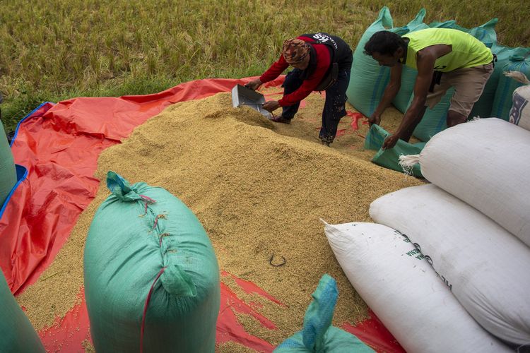 Petani memanen padi di Desa Penganjang, Kecamatan Sindang, Indramayu, Jawa Barat, Senin (4/3/2024). Pemerintah resmi menaikkan HPP Gabah per 3 April 2024.