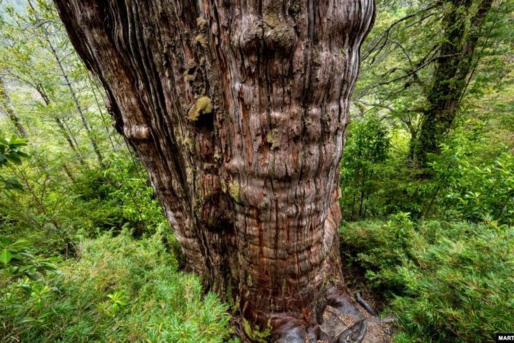 Detil pohon 'Alerce Milenario' atau pohon 'Kakek Buyut' yang sedang dalam proses pengukuhan sebagai pohon tertua di dunia, di Taman Nasional Alerce Costero, di Valdivia, Chili, 10 April 2023. 