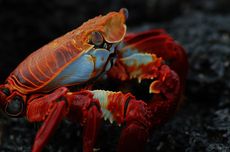 Crustacea: Ciri-ciri, Klasifikasi, dan Contohnya