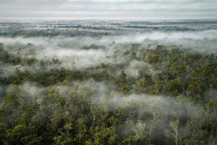 Papua merupakan hutan hujan terluas di Asia yang menjadi harapan hutan primer terakhir di Indonesia.