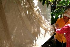 Di Banyuwangi Ada Batik Gunakan Pewarna Alami dari Jengkol