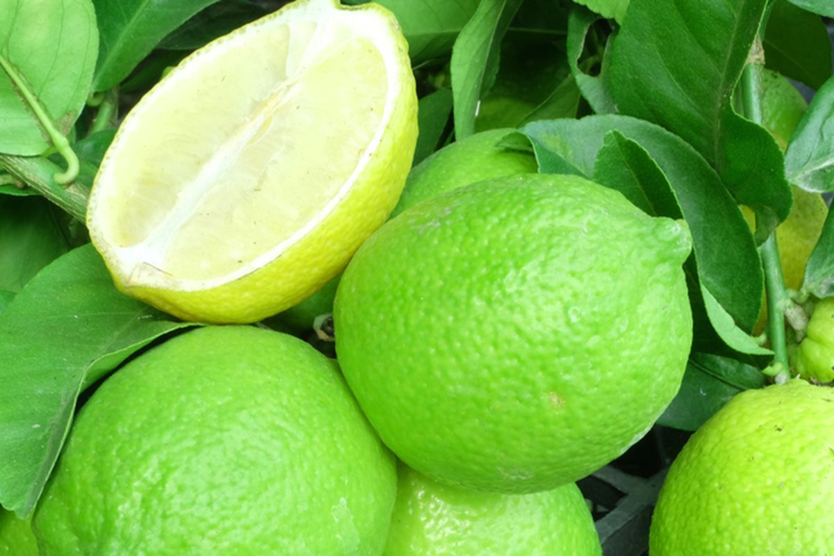 Ilustrasi jeruk nipis