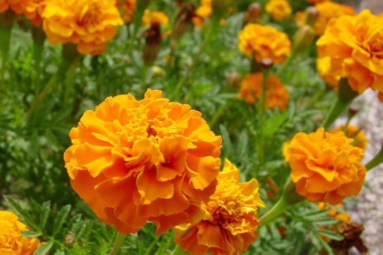 Ilustrasi tanaman kenikir, bunga kenikir.