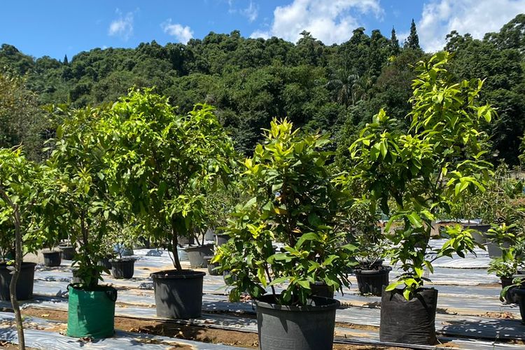 Tanaman buah di kawasan Bogor Fruit Garden di Gunung Menyan, Pamijahan, Bogor, Jawa Barat. 