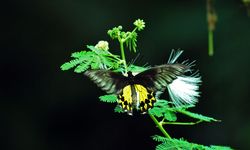 Krisis Iklim dan Penggunaan Pestisida di Pertanian Ancam Populasi Kupu-Kupu