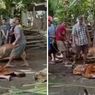 Mendadak Ambruk, Kakek Sholeh Meninggal Saat Lihat Sapi Peliharaannya Disembelih untuk Idul Adha