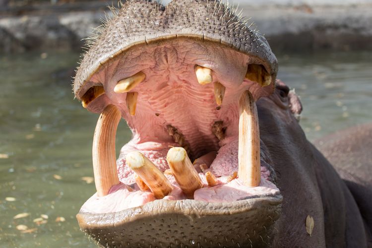 Kuda nil memiliki gigi yang sangat kuat. Gigi taring mereka terbentuk dari bahan yang sama dengan gading gajah. Oleh karenanya, perburuan gigi kuda nil semakin marak, sejak perdagangan gading gajah diawasi ketat, yang membuat kedua hewan ini semakin terancam punah. 