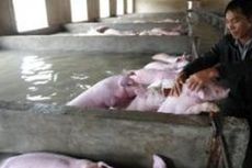 Foto Kesedihan Peternak Picu Penyelamatan 6.000 Ekor Babi