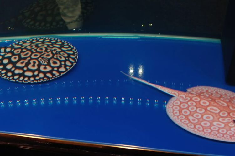 Mengenal Pari Air Tawar, Ikan Hias Predator yang Menarik dan Eksotis