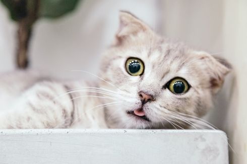 8 Ras Kucing Bermata Besar yang Lucu dan Menggemaskan