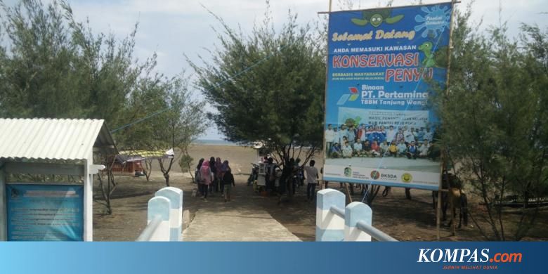 Pantai Cemara Destinasi Wisata Baru Di Banyuwangi Halaman