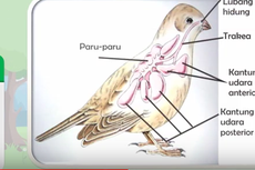 Mengapa Burung Tidak Menggunakan Paru-paru untuk Bernapas Saat Terbang? Jawaban Soal TVRI 4 Agustus SD Kelas 4-6