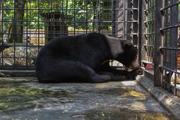 Seekor Beruang Madu (Helarctos malayanus) berada di dalam kadang transit satwa BBKSDA Riau di Pekanbaru, Riau, Selasa (24/7/2018). Beruang yang diperkirakan berusia empat tahun tersebut berhasil diselamatkan tim rescue BBKSDA Riau setelah mendapatkan laporan dari warga bahwasanya ditemukan seekor beruang madu yang terjerat, dan kini terlebih dahulu dilakukan perawatan sebelum nantinya kembali dilepasliarkan ke habitatnya. 