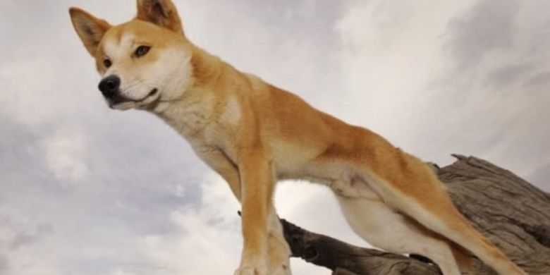 Seorang Ayah Selamatkan Bayinya Dari Rahang Anjing Liar