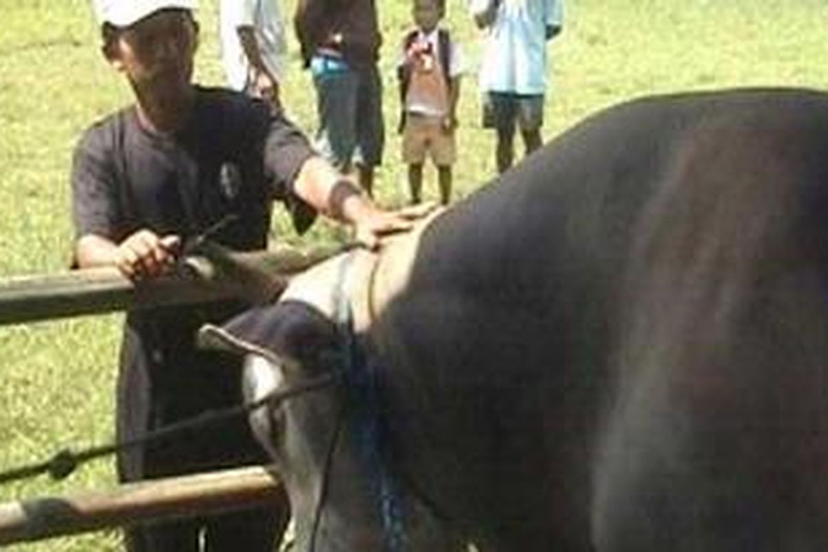 Puluhan ekor sapi unggulan produksi para peternak di 16 kecamatan di Polewali Mandar dipamerkan dalam ajang pameran produksi hasil pertanian Polewali Mandar, di Lapangan Pancasila.