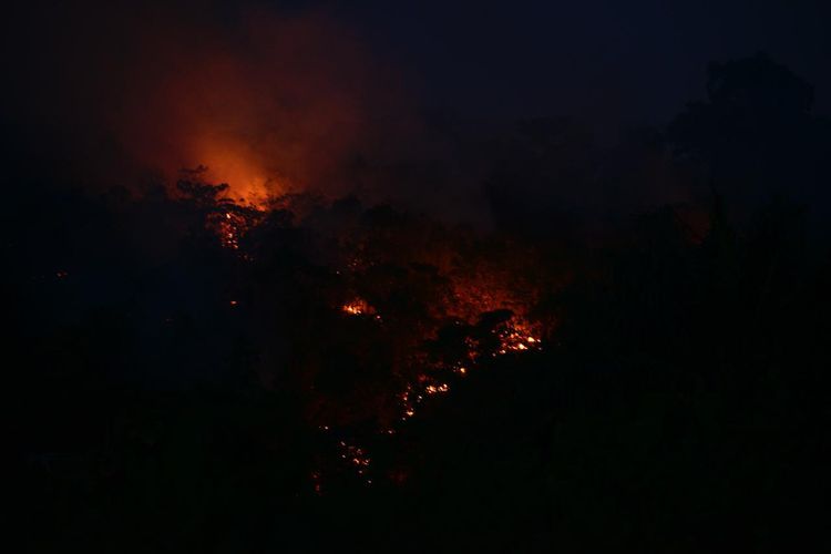 Kebakaran hutan dan lahan (karhutla) mulai memasuki lokasi rehabilitasi orangutan.