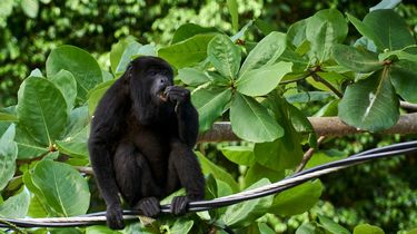 Monyet Howler Makan Daun 13 Juta Tahun Lalu, Ubah Arah Evolusi Primata
